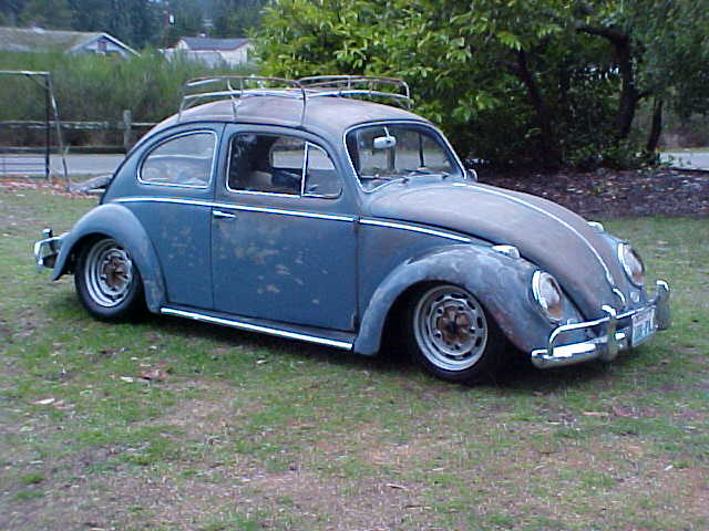 58 RAT BEETLE