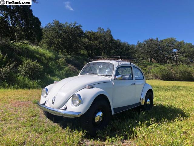 class 11 bug for sale