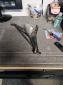 Windshield Wiper with Motor