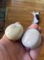 Lowlight early Ghia Shift knob 10mm ivory rare