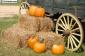 Holloween Discounts 15% off