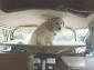VW Bus Westfalia Camper Baby/Dog Cot Body Clips