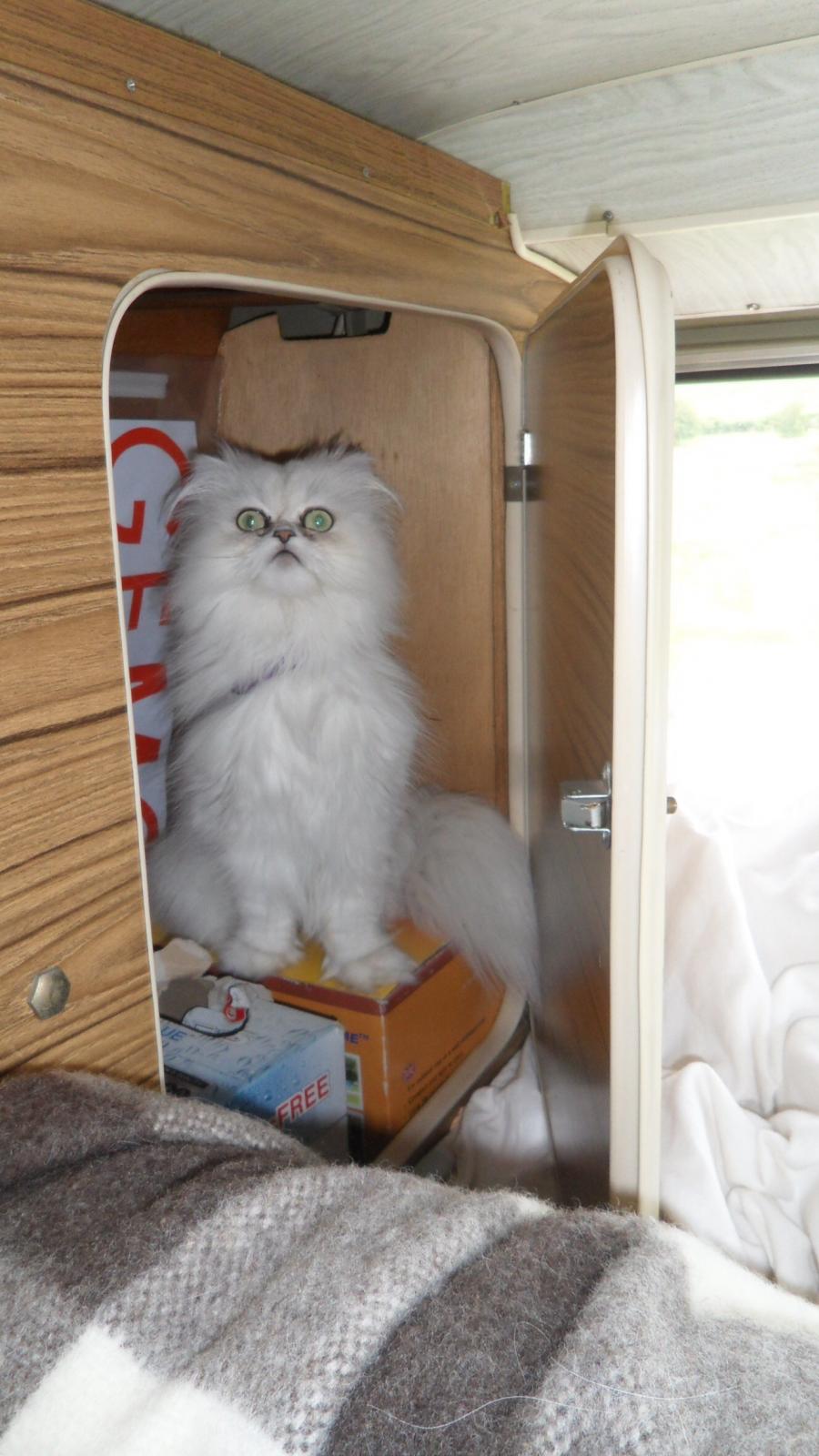 Image may have been reduced in size. Click image to view fullscreen.