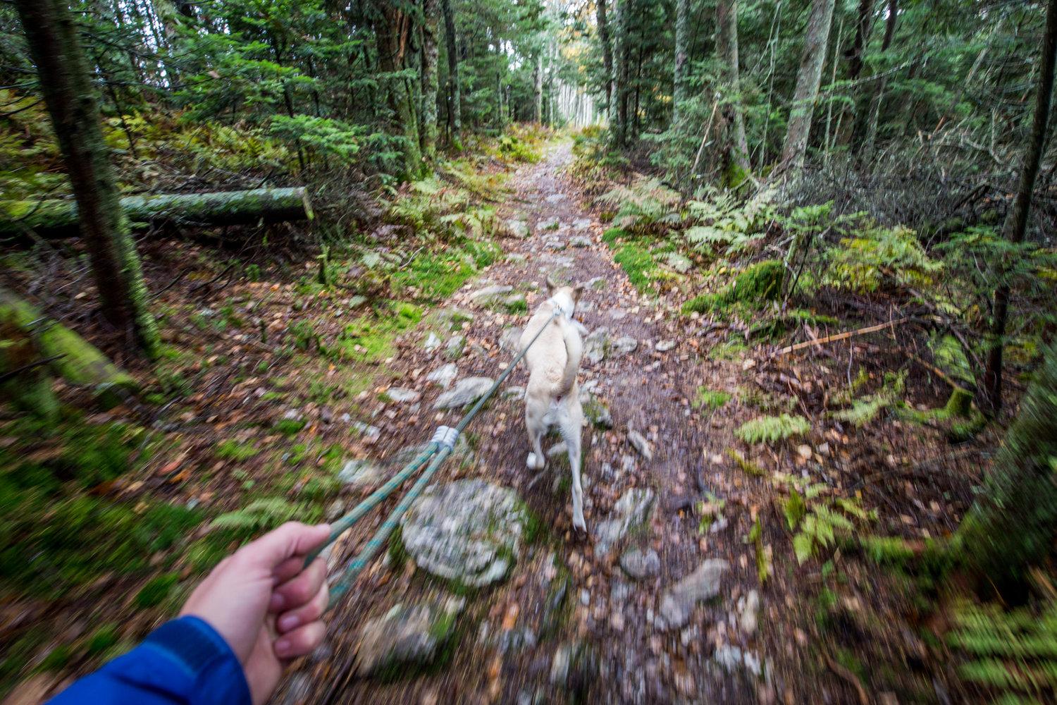 Image may have been reduced in size. Click image to view fullscreen.