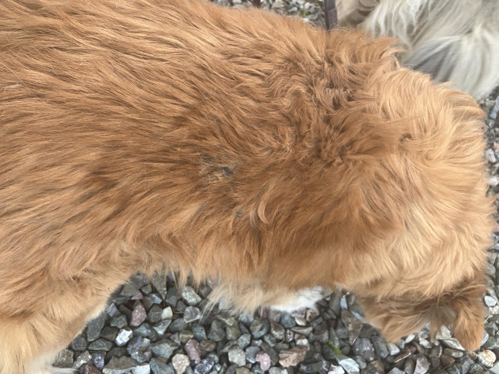 Image may have been reduced in size. Click image to view fullscreen.