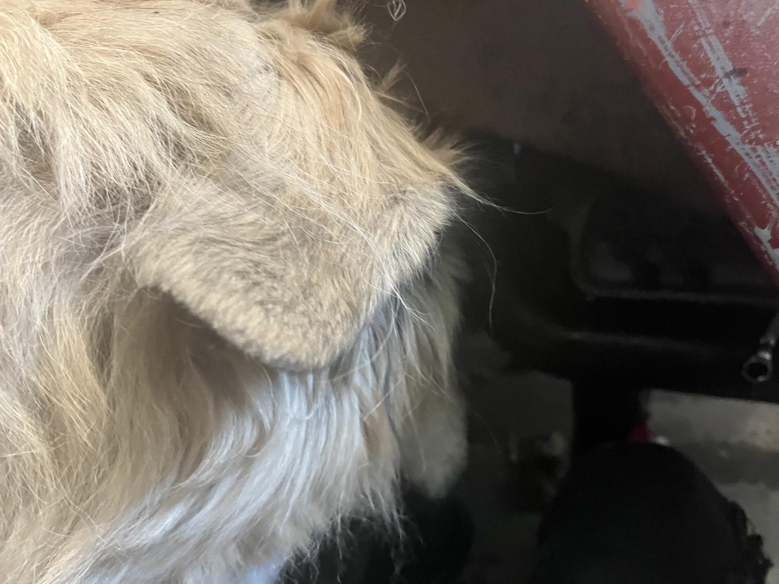 Image may have been reduced in size. Click image to view fullscreen.