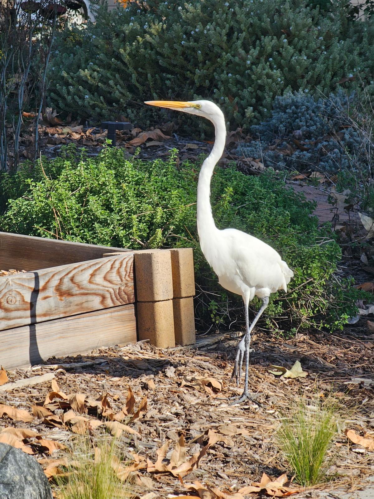 Image may have been reduced in size. Click image to view fullscreen.