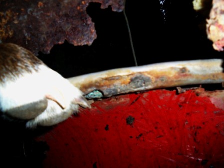 Image may have been reduced in size. Click image to view fullscreen.