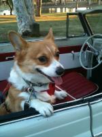 Corgis in the '63 vert