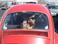 Fido Loves the Bug!