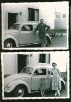 Family and Split Beetle