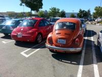 71 orange bug