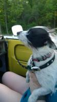 my dog Remo riding in the thing with the windshield down