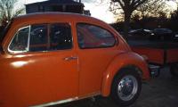 Bug at sunrise