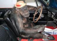 monkey driving car