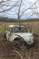 Forgotten VW's Rusting away