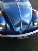 Beetle Damage