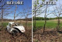 Beetle gone.. Tree Saved!