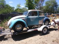 66 beetle