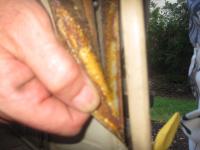 Notchback rear upper door panel removal