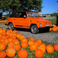 Pumpkin Orange