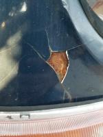 Painted bondo cracking?