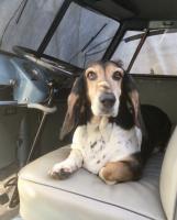 Dogs and VW's