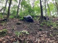 dead oval in forest
