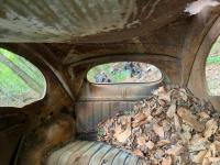 dead oval in forest