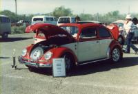 Ragtop Beetle