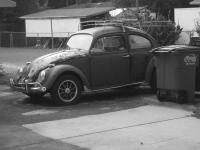 64 sarah beetle bug