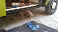 Should my dog makes it to the Gallery