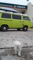 Should my dog makes it to the Gallery