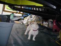 Should my dog makes it to the Gallery