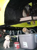 Should my dog makes it to the Gallery