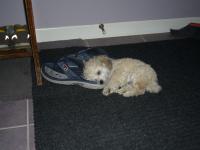 Should my dog makes it to the Gallery