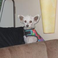 Stella
