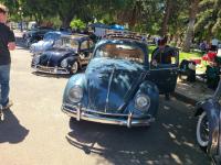 Ragtop Bugs at Kelly Park 2024