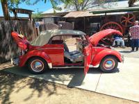 Convertible Bugs at Kelly Park 2024