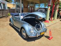 Convertible Bugs at Kelly Park 2024