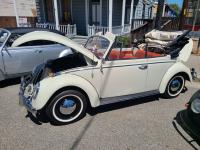 Convertible Bugs at Kelly Park 2024