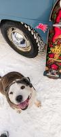 DOG TOWN FOREVER