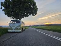 Mango on the road on the gros-de-vaud in Switzerland