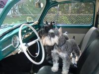 schnauzers in a bug