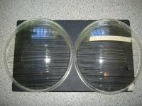 NOS symm. BOSCH bus headlight lenses- Barndoor??