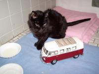 Kitties and bus