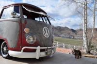 Dogs and VW's