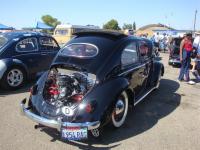 Oval Window Beetle