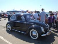 Oval Window Beetle