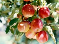 Eat an Apple Day